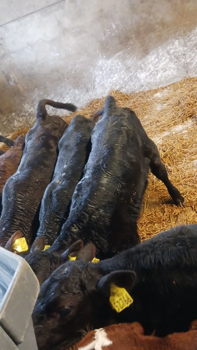Best Value Calves *Avoid the hassle of the Mart* - Image 1