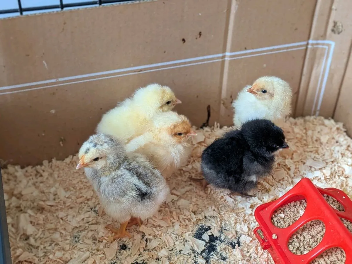 Chicks for sale - Image 1