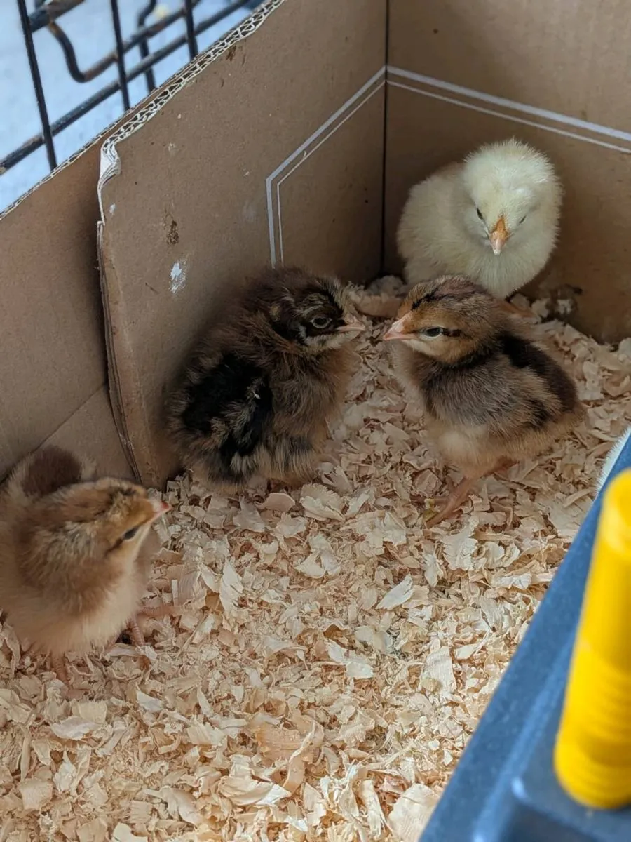 Chicks for sale - Image 2