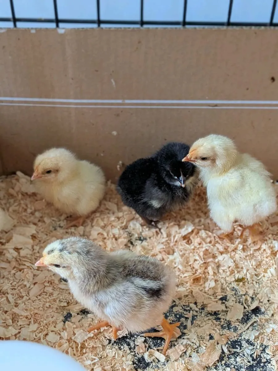 Chicks for sale - Image 3