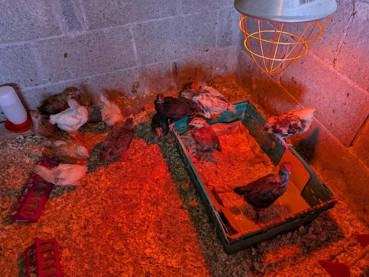 Chicks for sale - Image 4