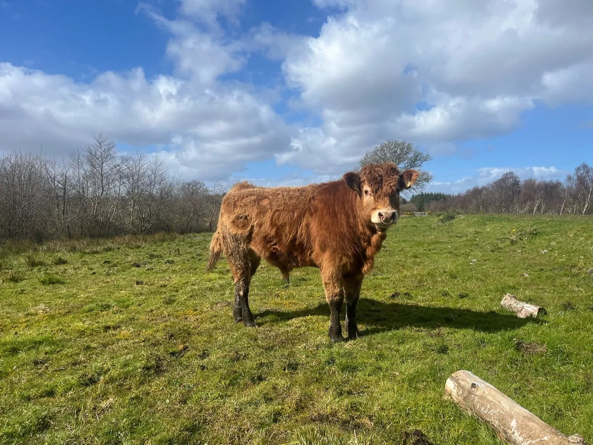 PBNR Limousine Bull - Image 1