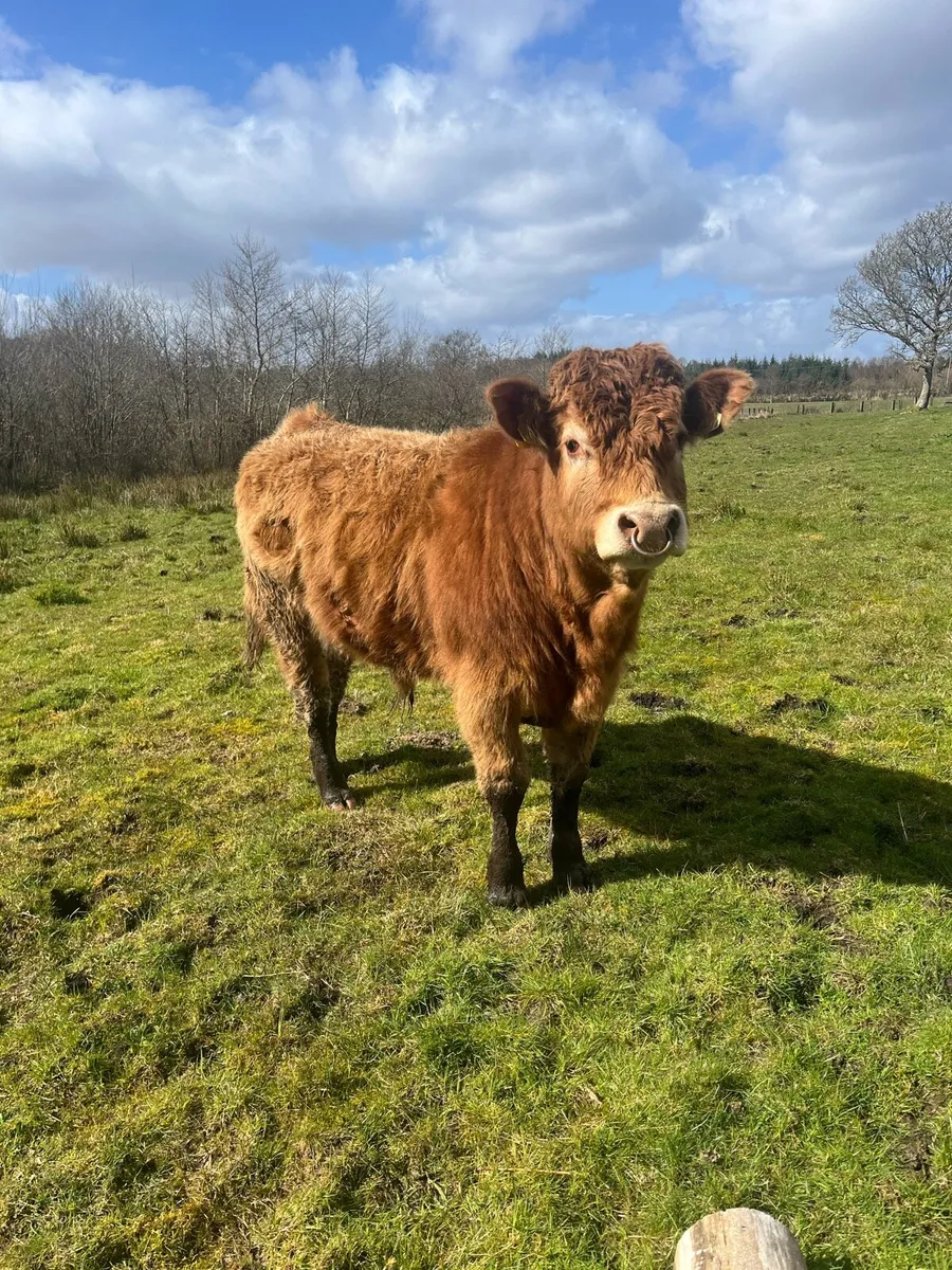 PBNR Limousine Bull - Image 3