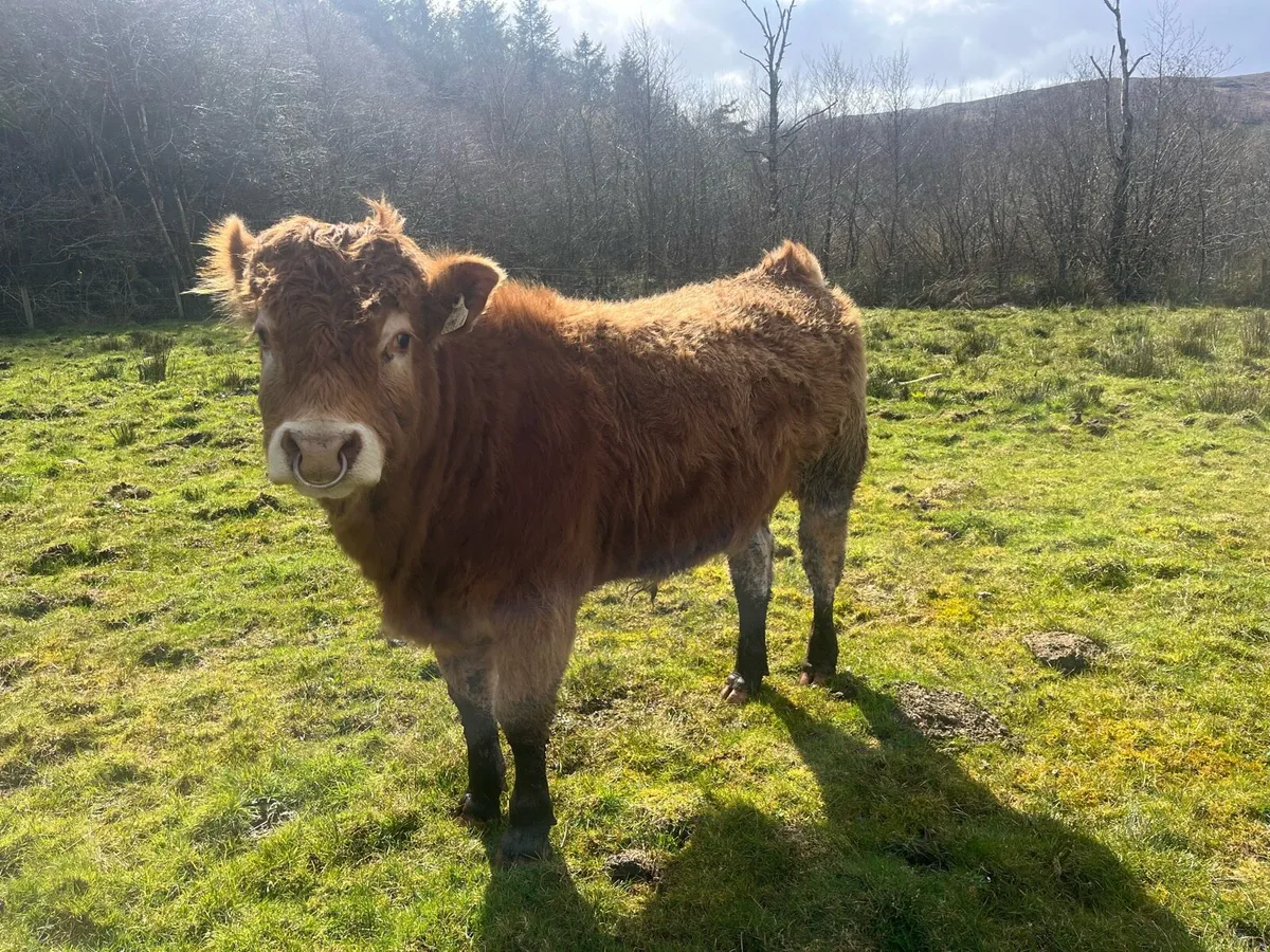 PBNR Limousine Bull - Image 2