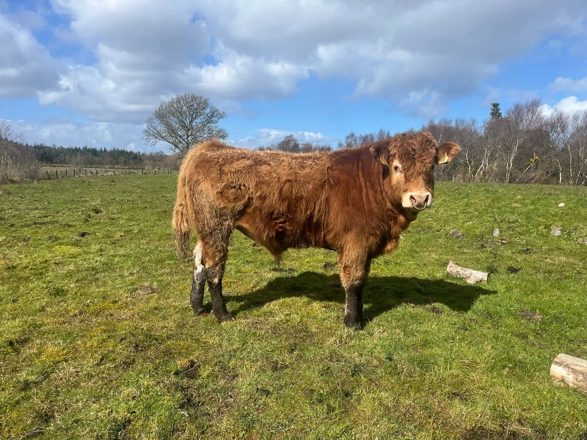 PBNR Limousine Bull - Image 4