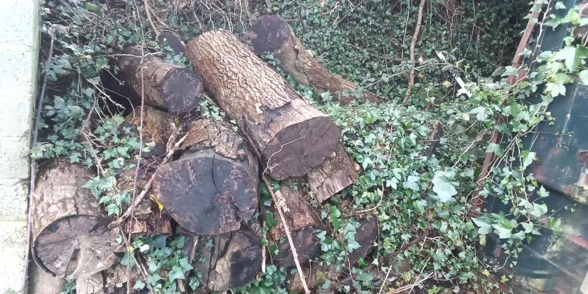 Ash Logs and Tree stumps for *SALE * - Image 3
