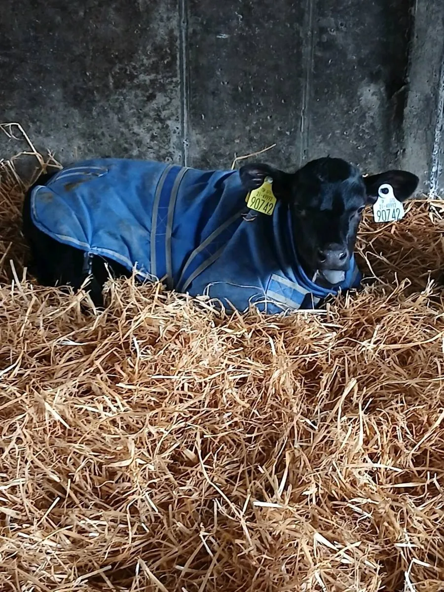 Angus Calves - Image 1