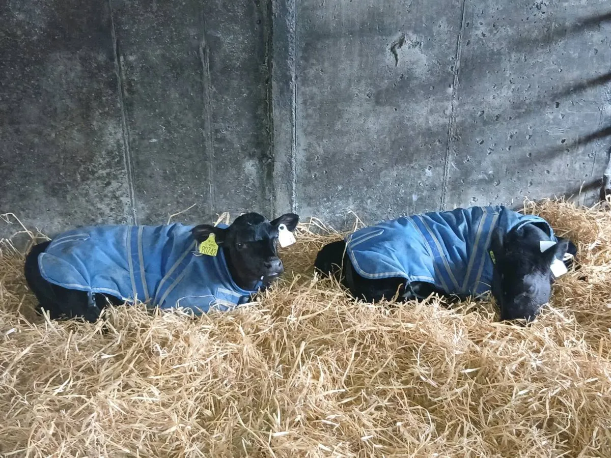 Angus Calves - Image 2