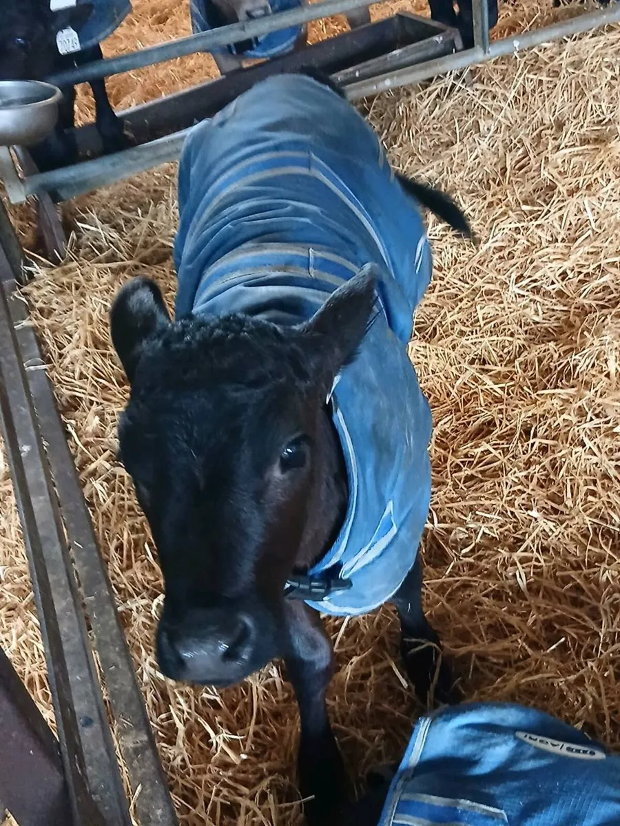 Angus Calves - Image 3