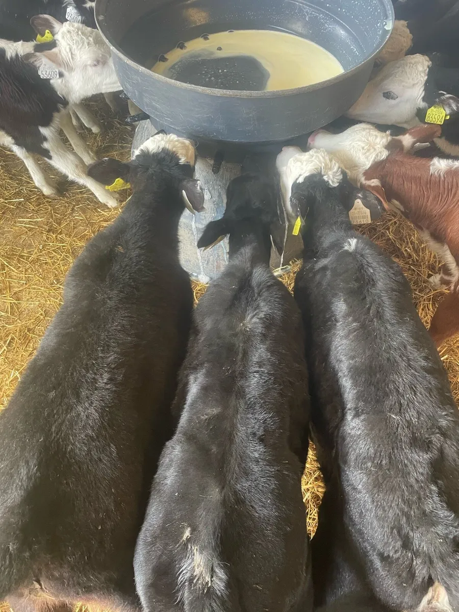 Strong Hereford heifers - Image 1