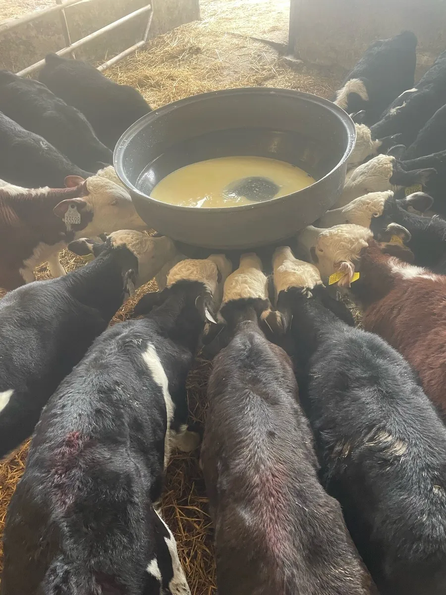 Strong Hereford heifers - Image 2