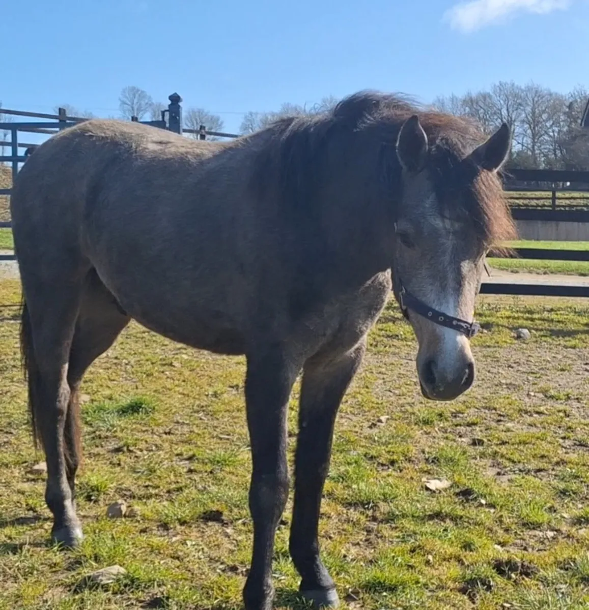 🌟 Smart 2yo Connemara Gelding 🌟 - Image 4