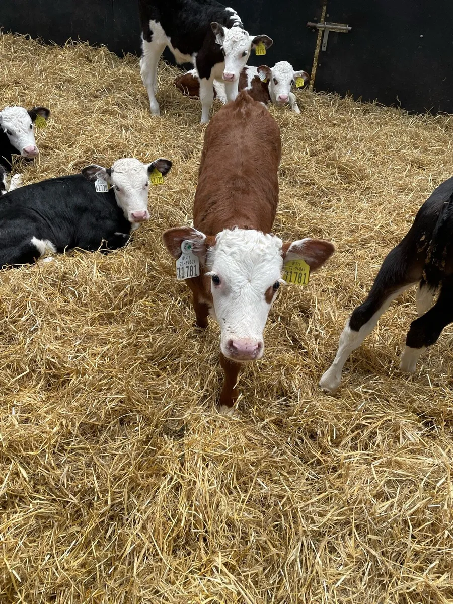 Heardford calves - Image 1