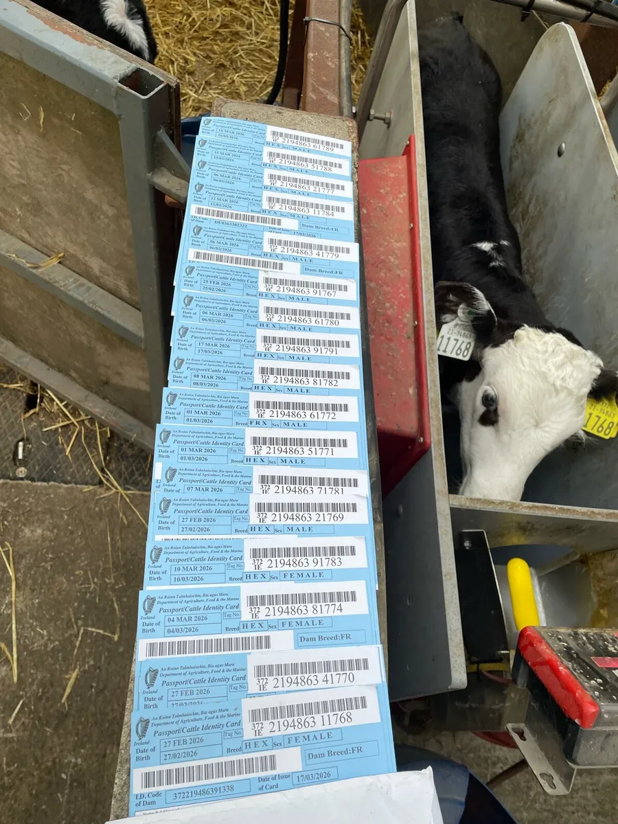 Heardford calves - Image 2