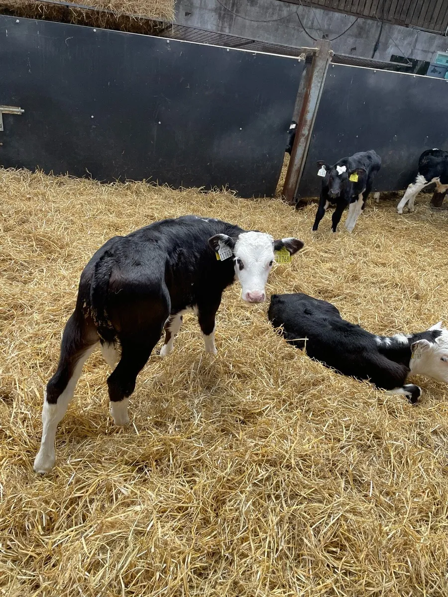 Heardford calves - Image 4