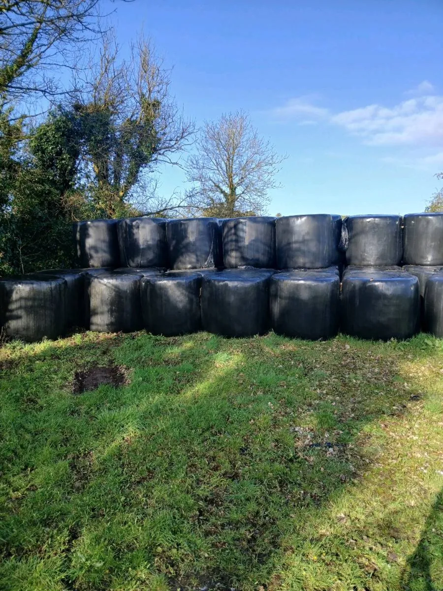 Silage - Image 2
