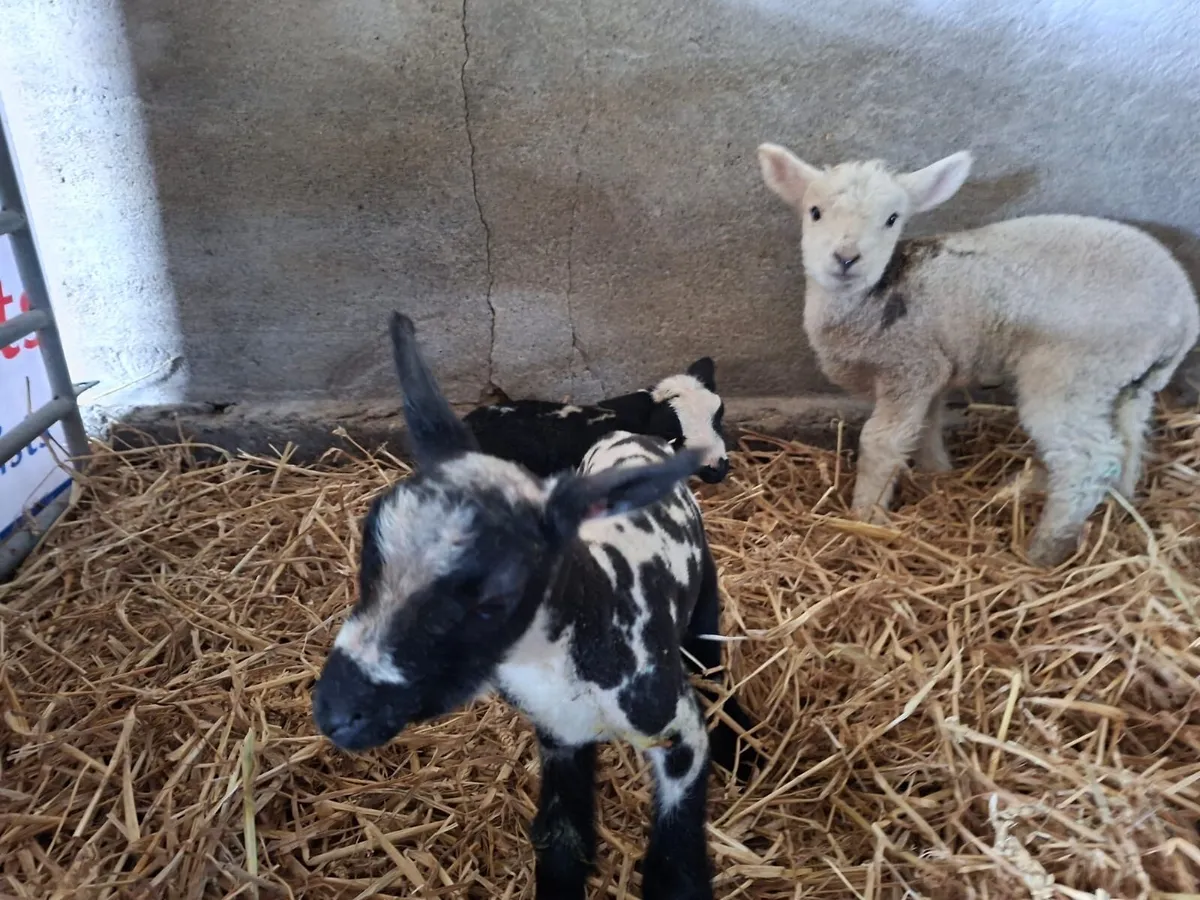 Beautiful pet lambs - Image 1