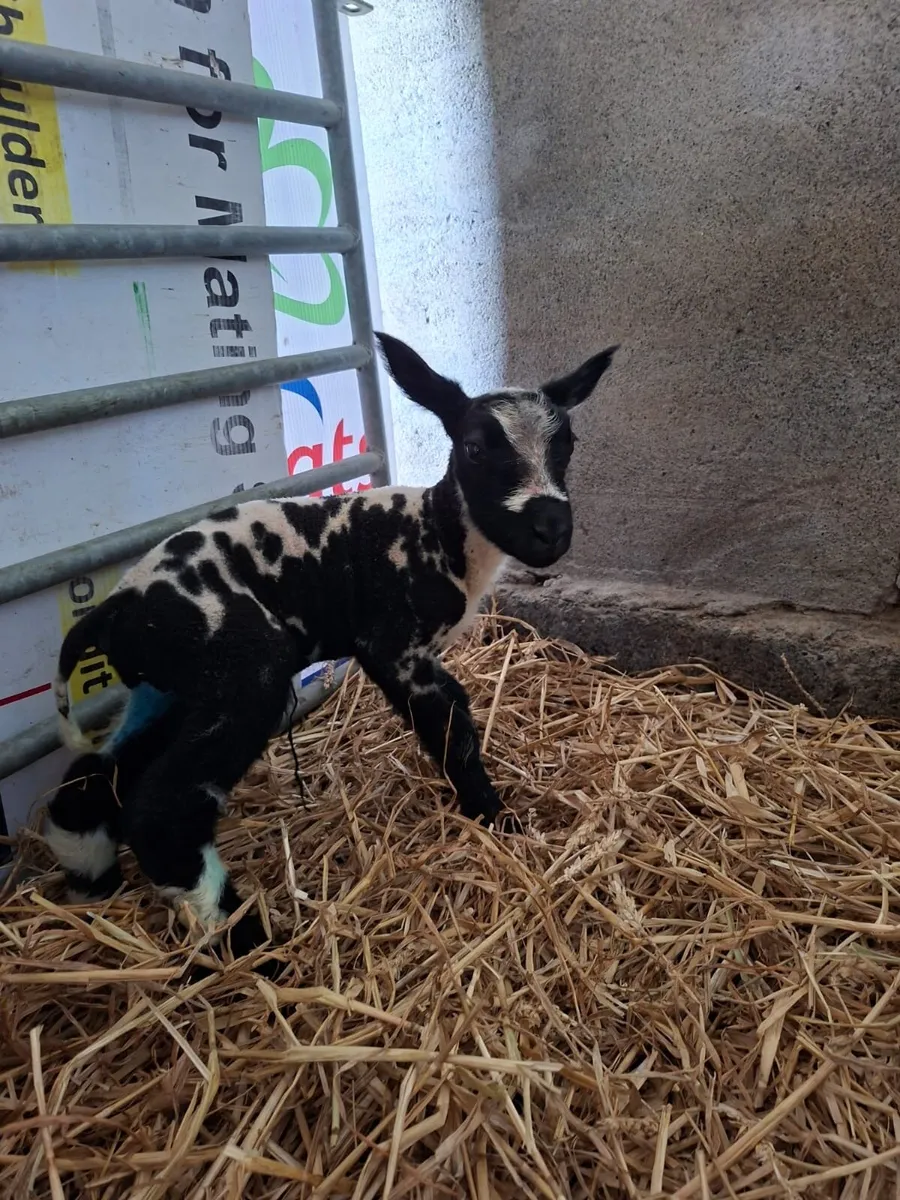 Beautiful pet lambs - Image 2