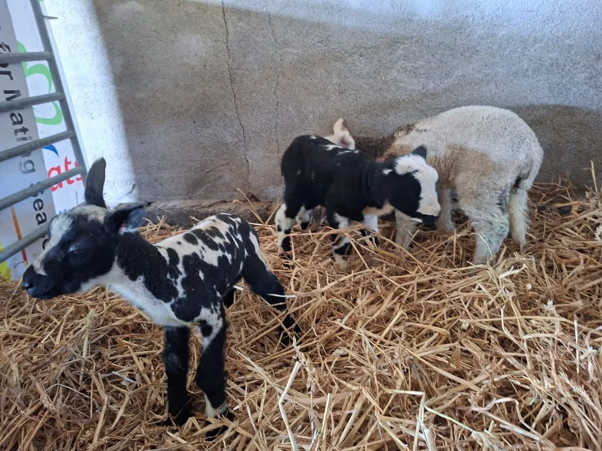 Beautiful pet lambs - Image 3