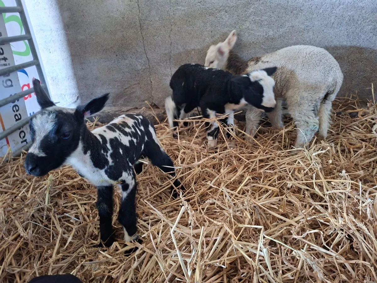 Beautiful pet lambs - Image 4
