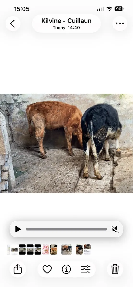 Weanling heifers - Image 2
