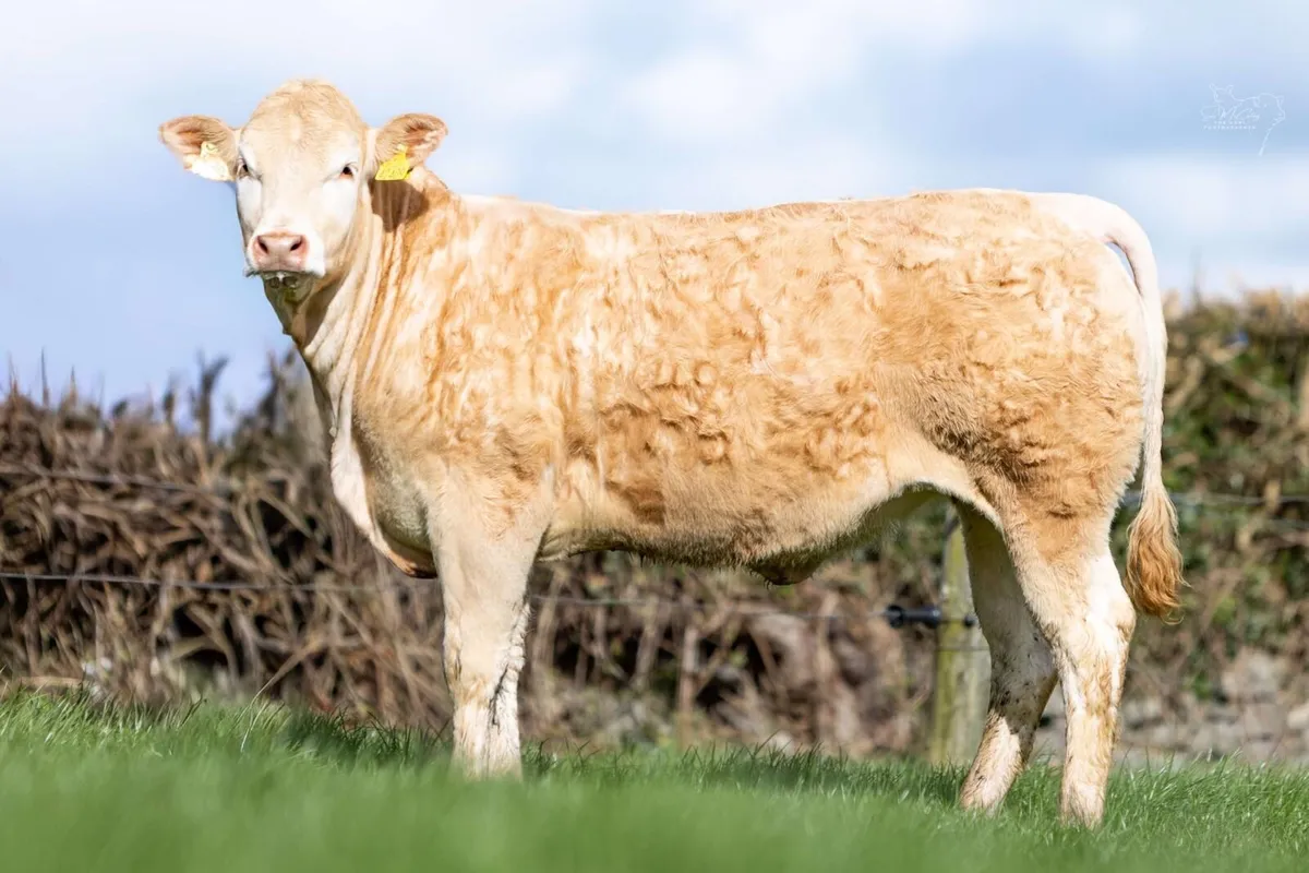 Blonde heifer - Image 2