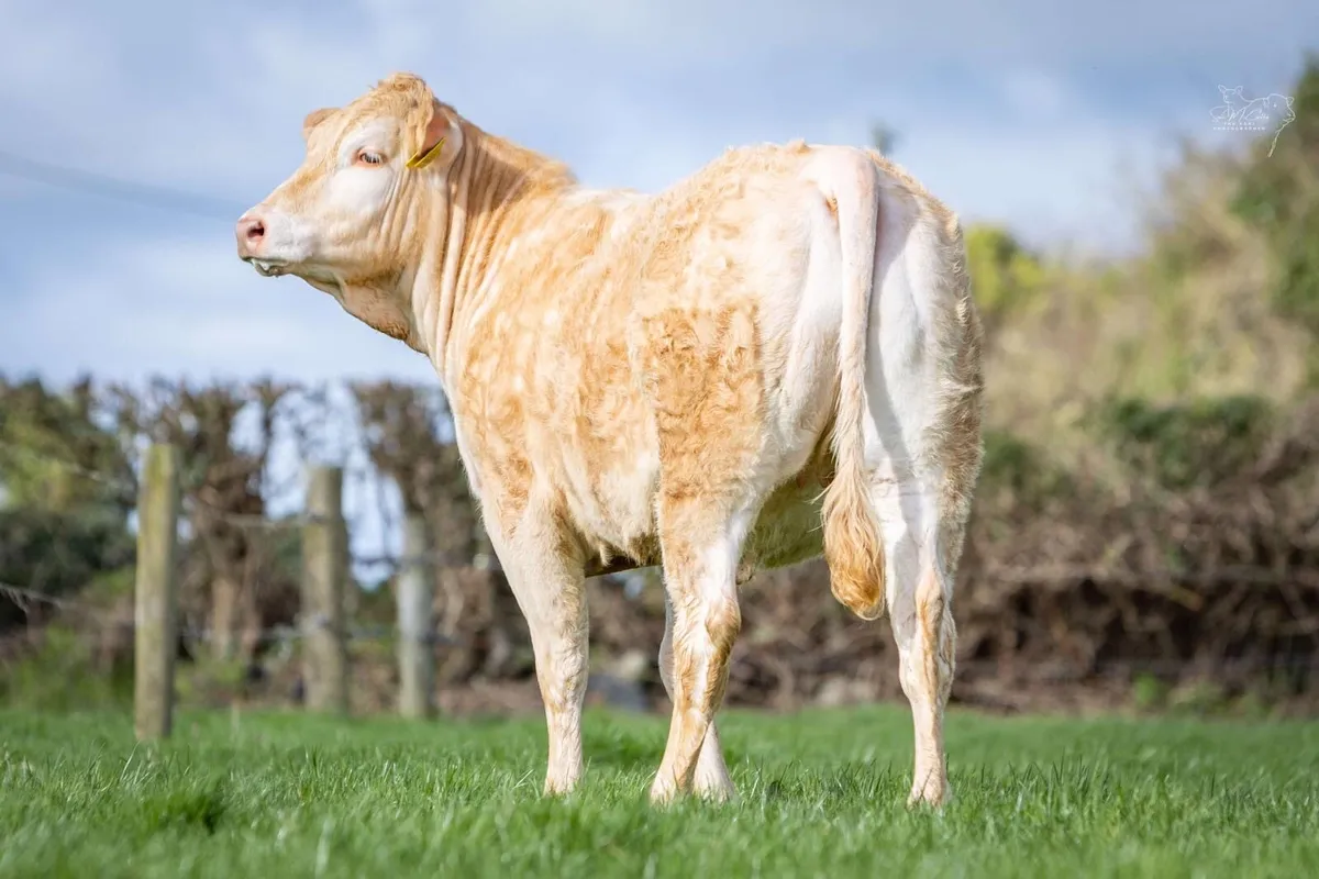 Blonde heifer - Image 1
