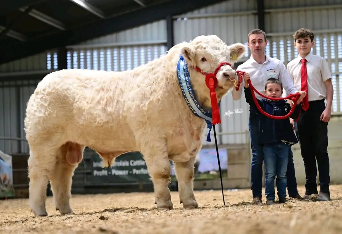 Pedigree Charolais Embryos – Timed Auction - Image 2