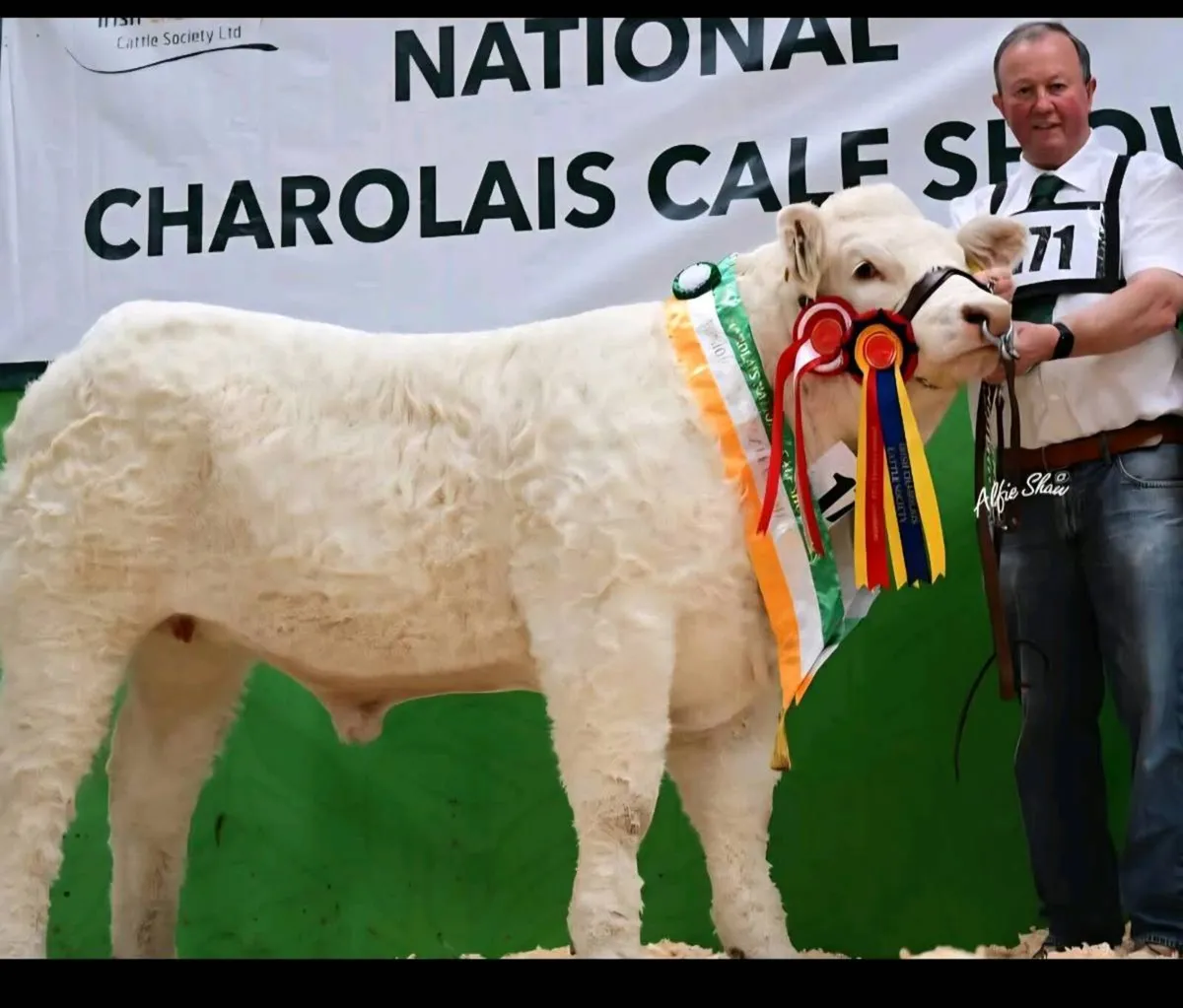 Pedigree Charolais Embryos – Timed Auction - Image 3
