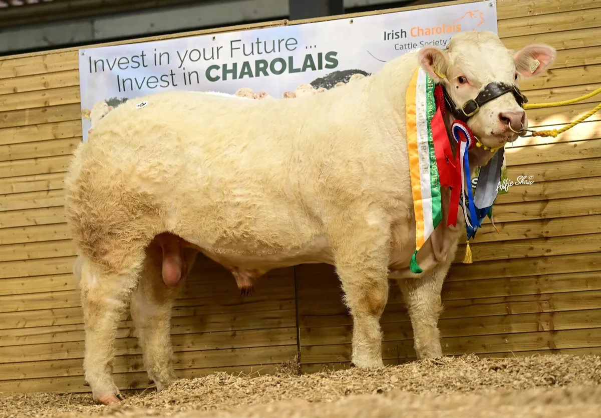 Pedigree Charolais Embryos – Timed Auction - Image 1