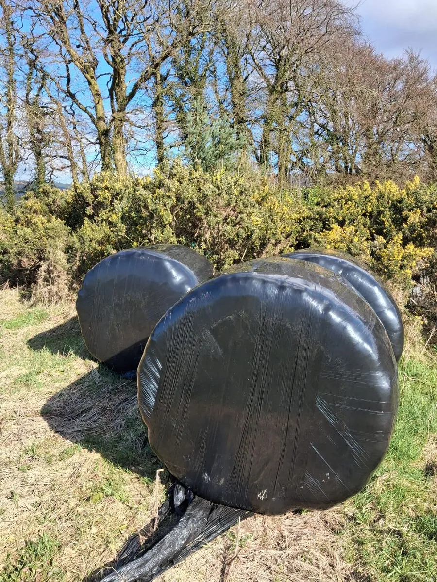 11 good solid bails of Haylage - Image 2