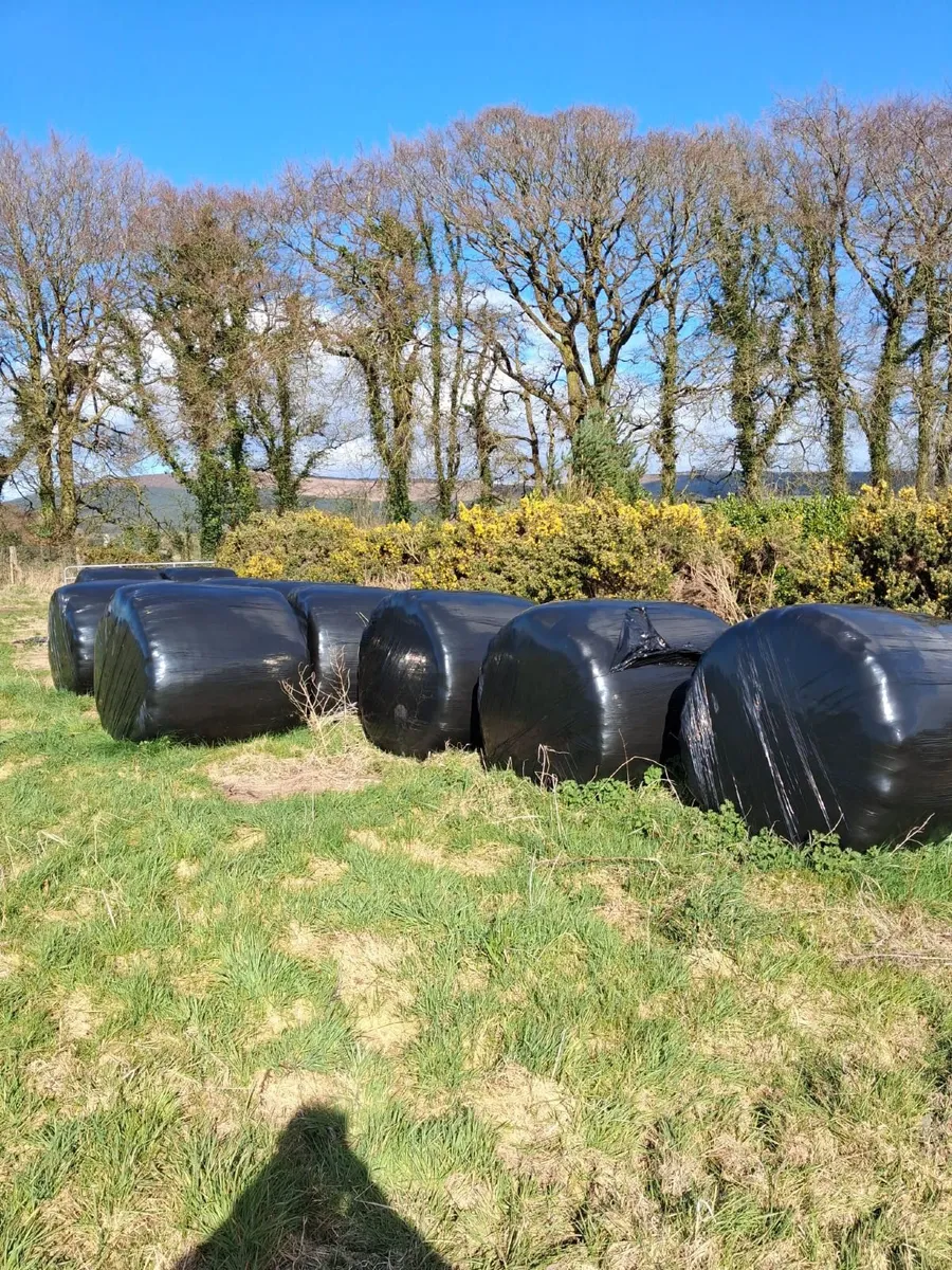 11 good solid bails of Haylage - Image 3