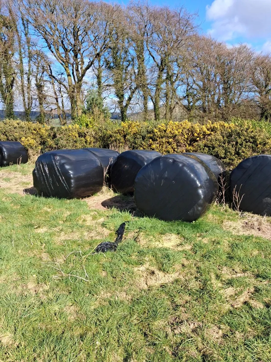 11 good solid bails of Haylage - Image 1