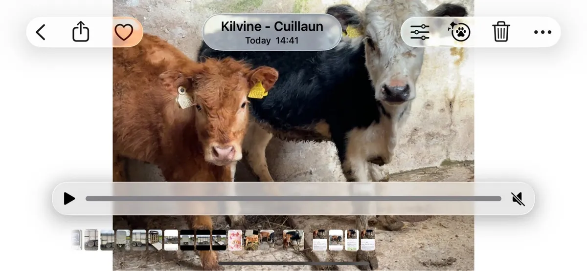 Weanling heifers - Image 3