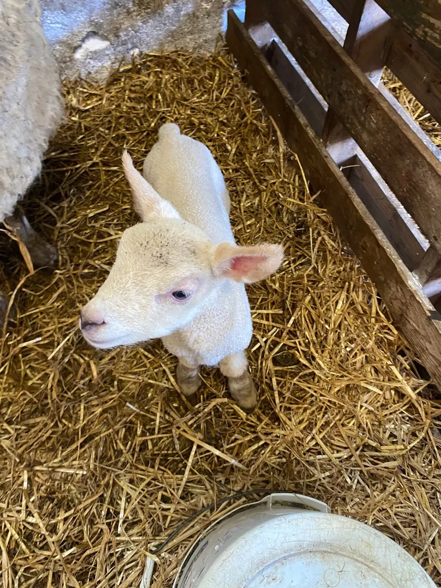 Lambs - Image 1