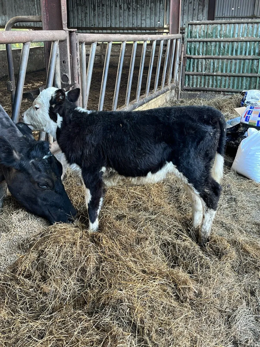 Hereford Heifer calf - Image 3