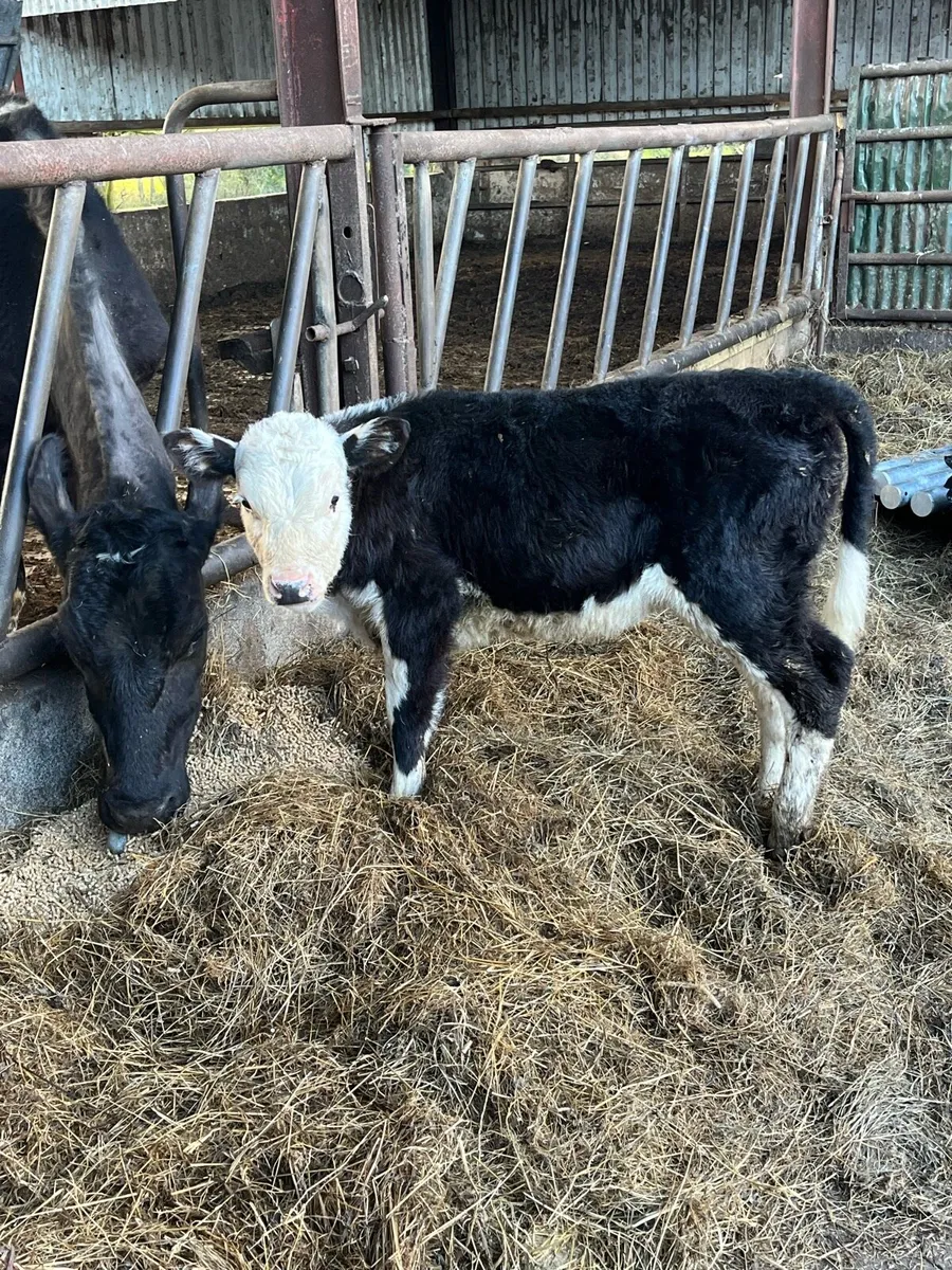 Hereford Heifer calf - Image 2