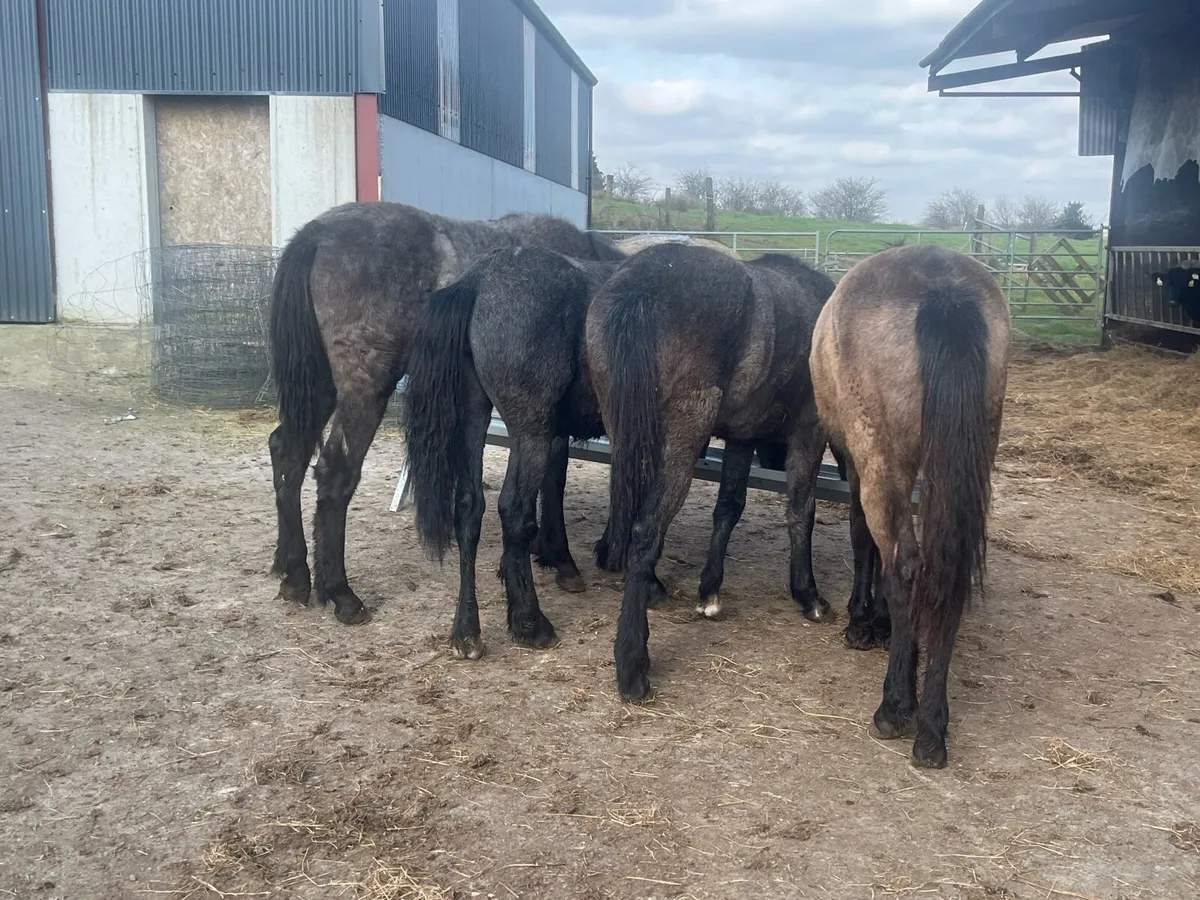 4 Connemara fillies one year old - Image 1