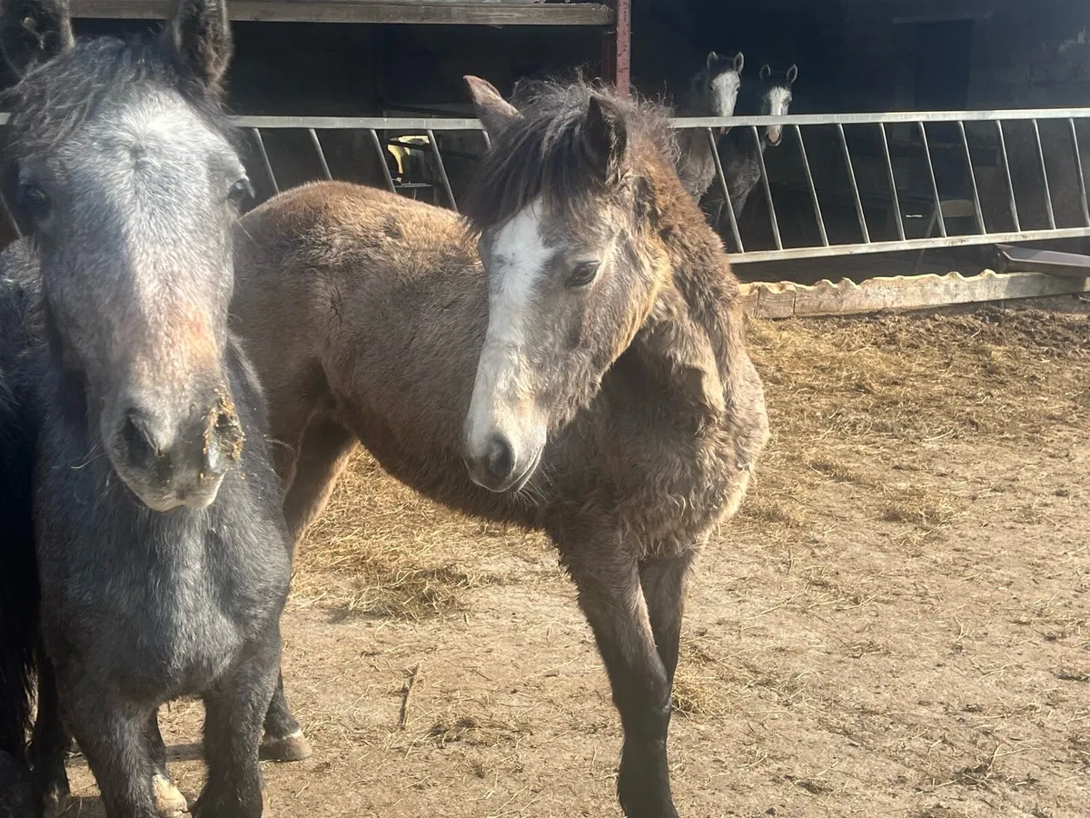 4 Connemara fillies one year old - Image 2