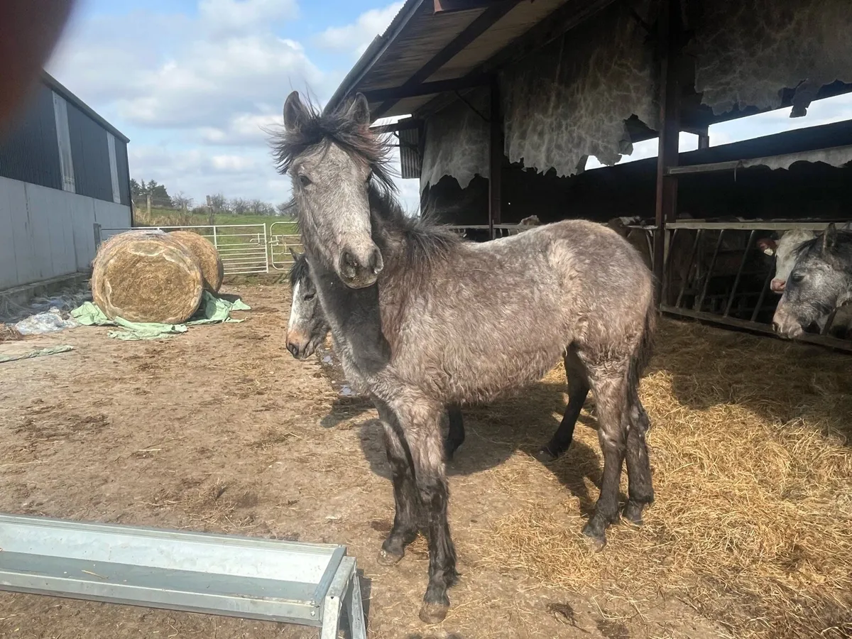 4 Connemara fillies one year old - Image 3
