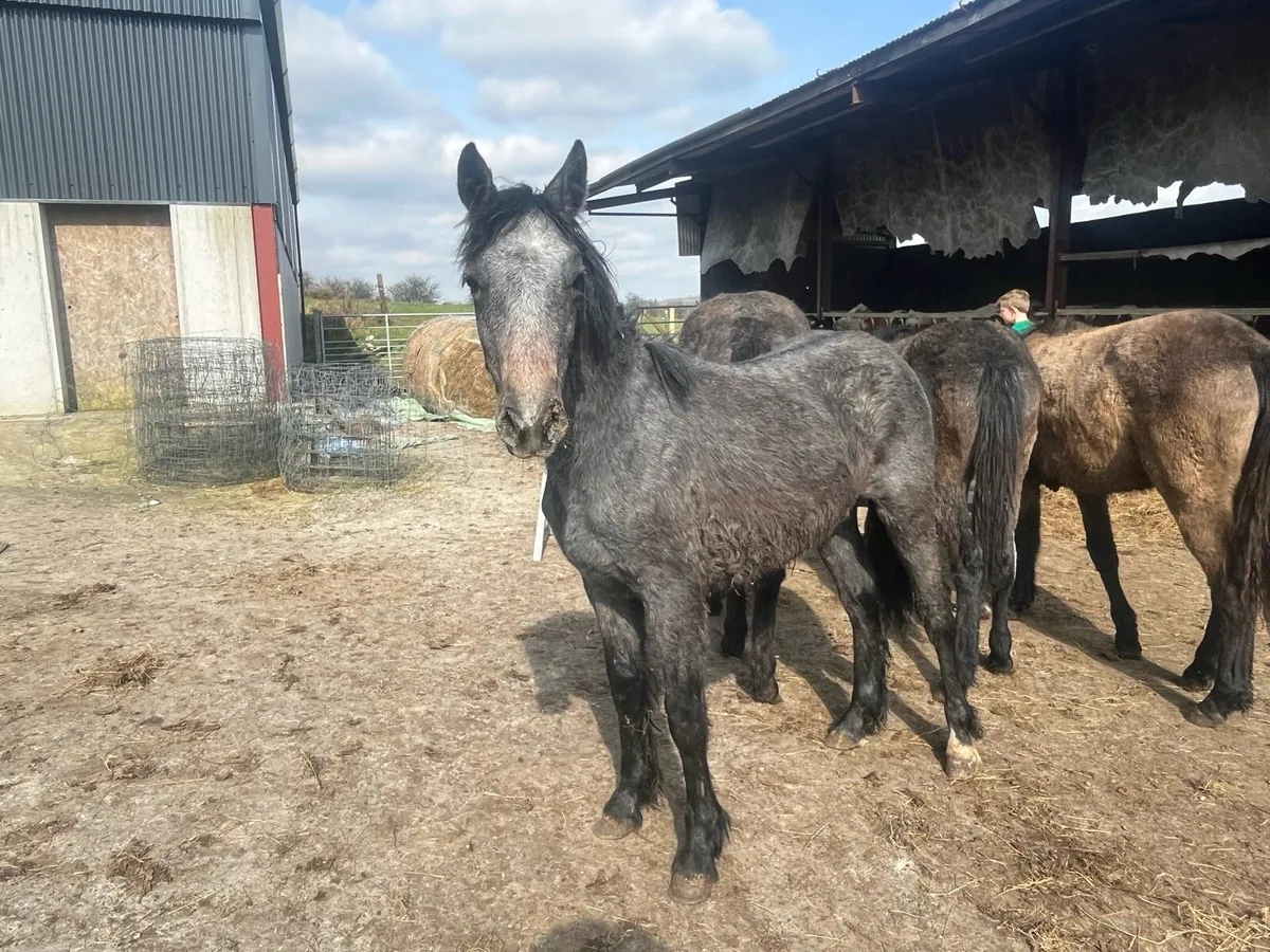 4 Connemara fillies one year old - Image 4