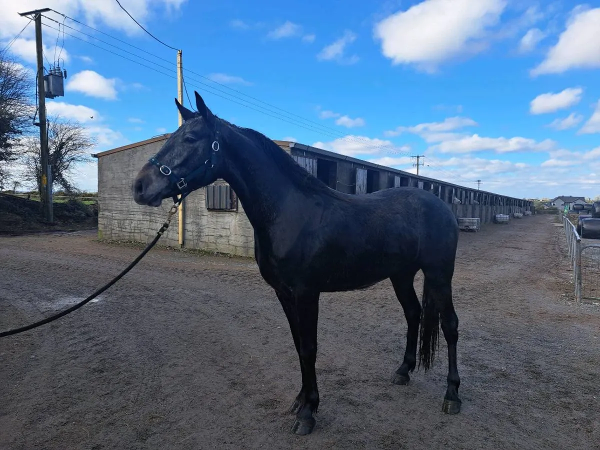15.2hh Full Connemara N/N gelding - Image 2