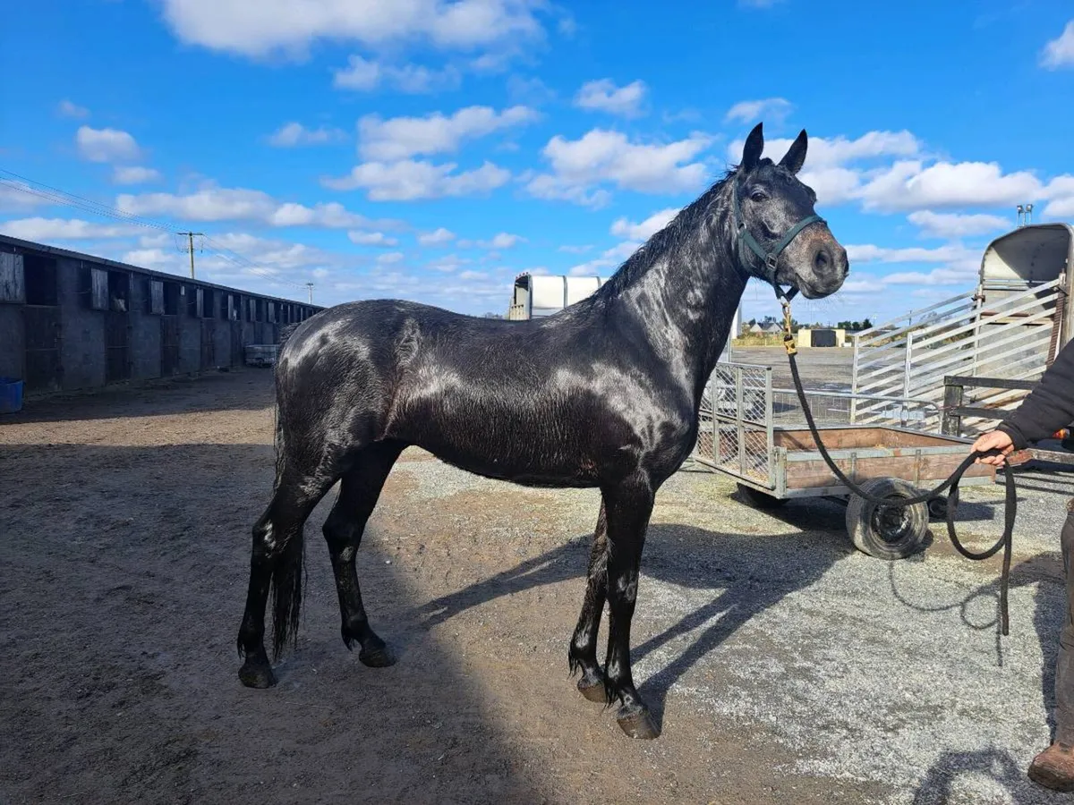 15.2hh Full Connemara N/N gelding - Image 3