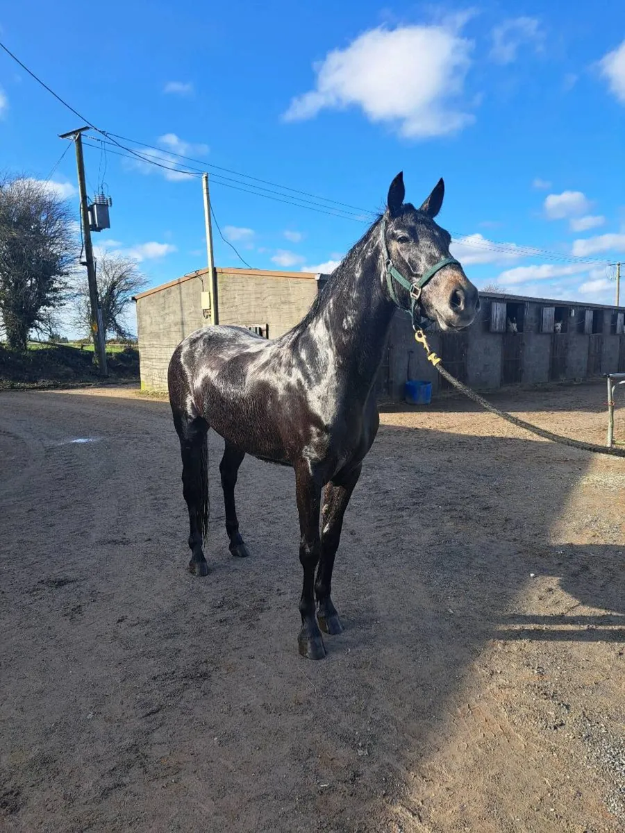 15.2hh Full Connemara N/N gelding - Image 4