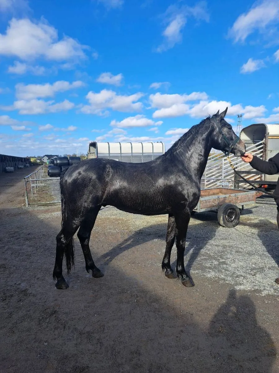 15.2hh Full Connemara N/N gelding - Image 1