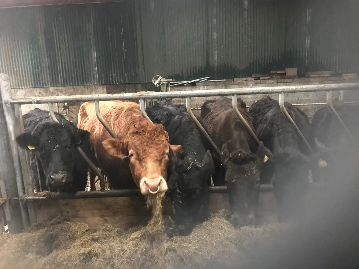 Three limousin cows for sale - Image 1