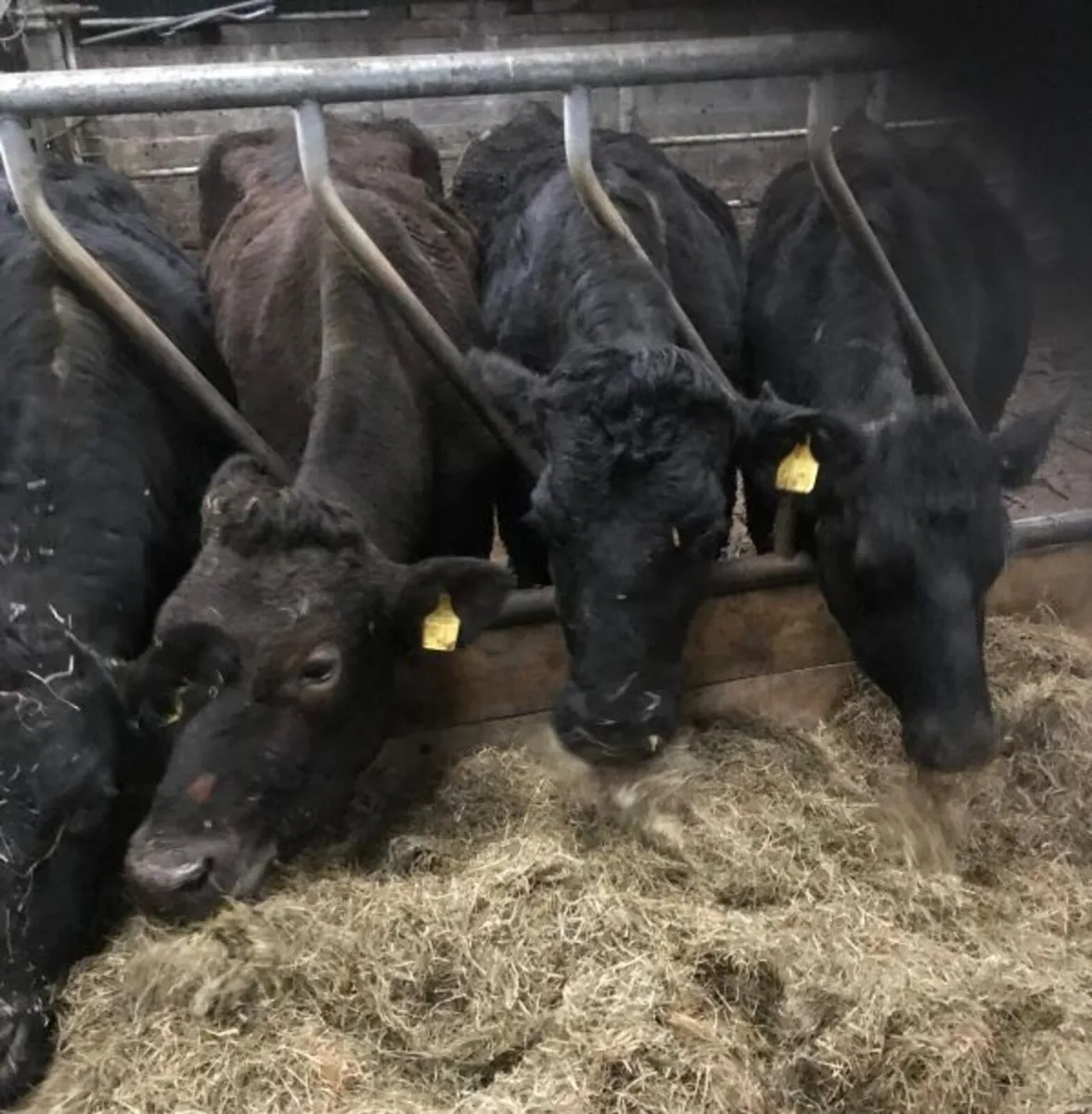 Three limousin cows for sale - Image 2