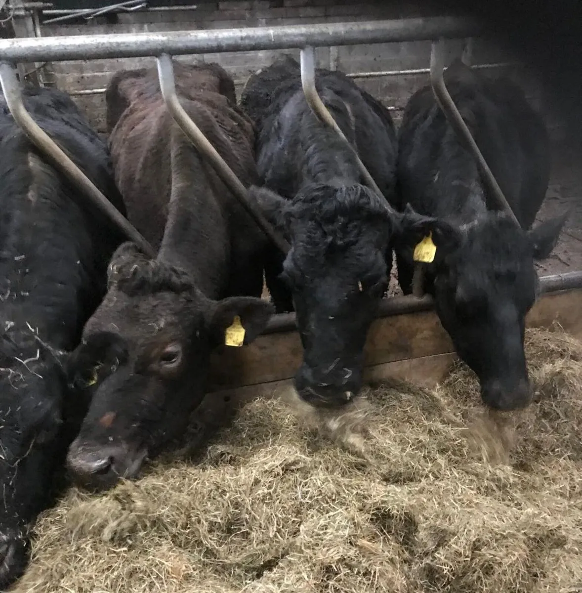 Three limousin cows for sale - Image 3