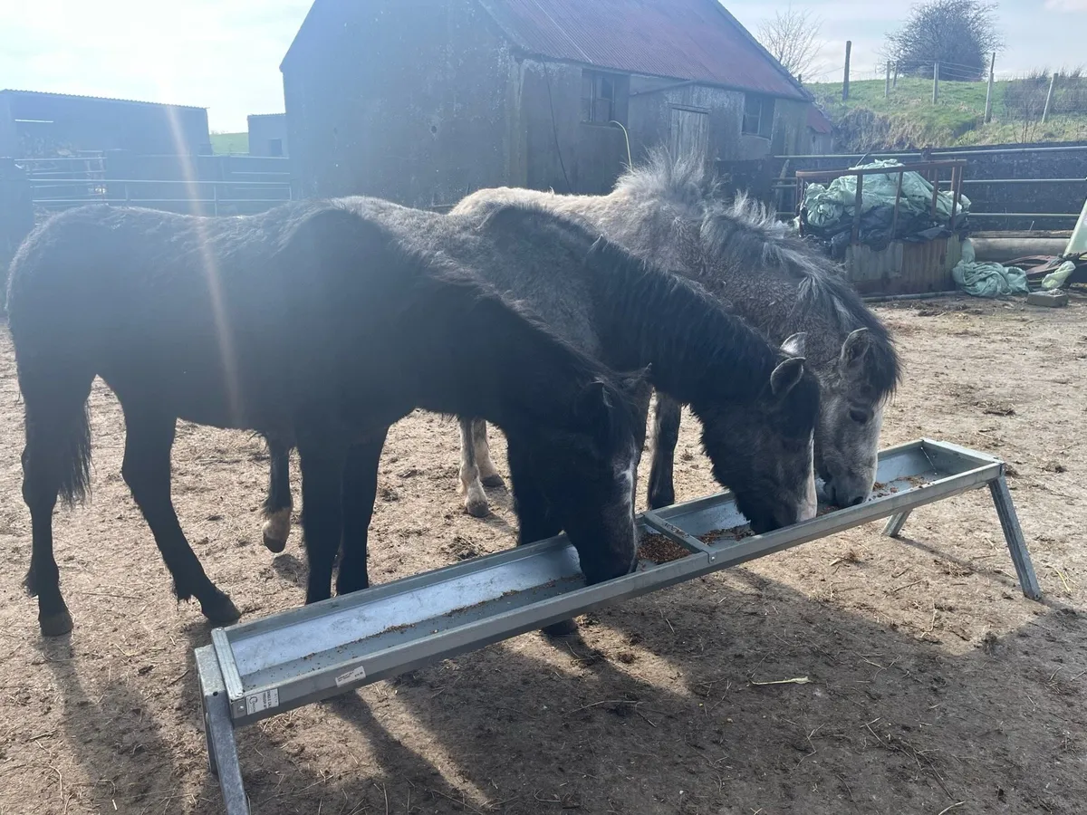 3 Connemara colts one year old - Image 1