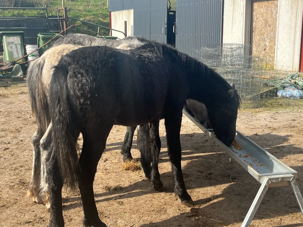 3 Connemara colts one year old - Image 2